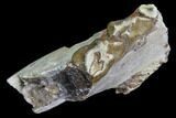 Oreodont Jaw Section With Teeth - South Dakota #82197-1